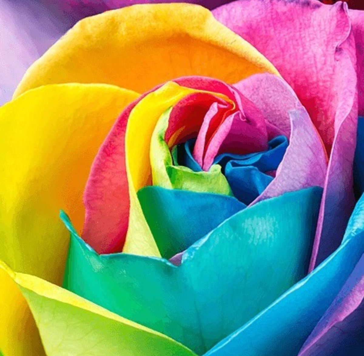 Global Rose tweet media