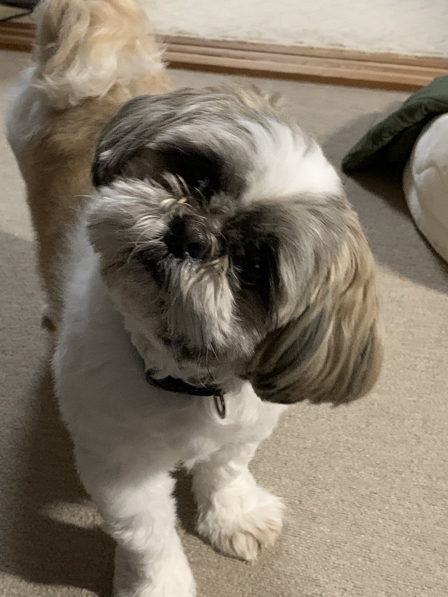 うちの子すごい角度で首を傾げる🐶❓
#犬のいる暮らし
#シーズー