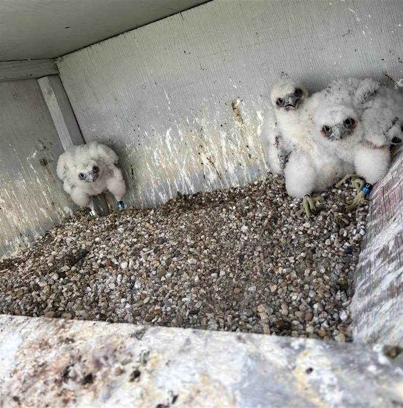 We'd like you to meet one of our newest Peregrine Falcon chicks who was named 🥁 DRUMROLL PLEASE...Caitlin Clark (female)! (Shown in the center of the first photo!) <a href="/IndianaFever/">Indiana Fever</a>  

AES Indiana welcomed the <a href="/INdnrnews/">Indiana DNR</a> to our Petersburg and Harding Street Generating Stations to