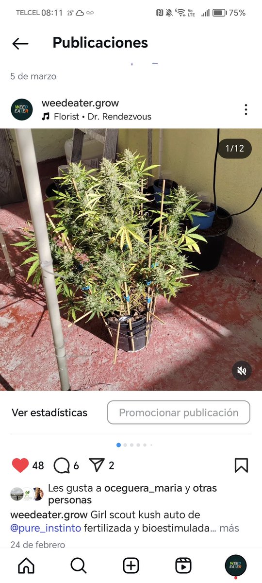 Ya viene la siguiente con esté porte 
#Cannabis #Marihuana #CannabisMéxico #LegalizaciónYa #420México #420MX #Autocultivo #RegulaciónPorLaPaz #Cannabicultura #WeedMéxico #CannabisMedicinal