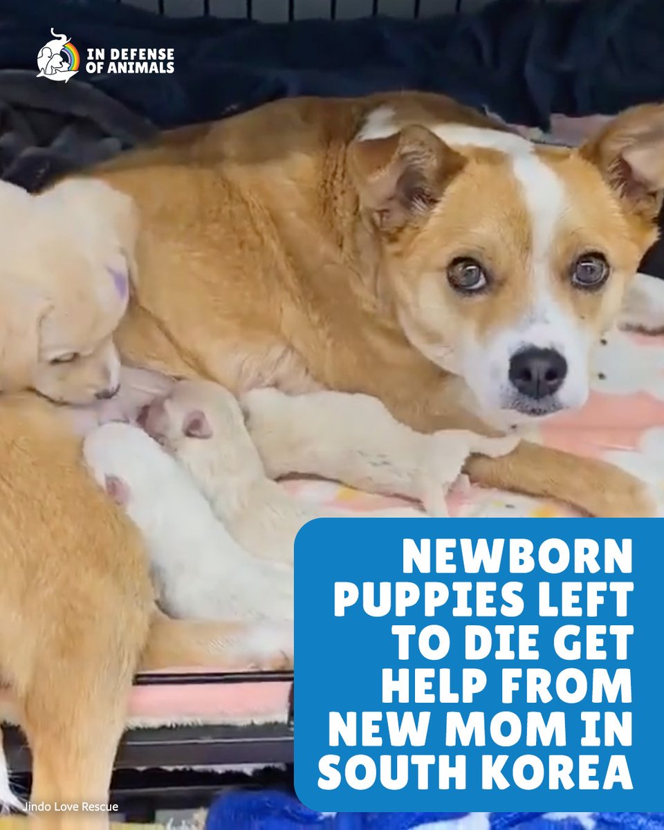 Four orphaned puppies are getting a second chance in South #Korea, thanks to a sweet mom who adopted them as her own: bit.ly/3Hq5Xod
Pls RT and support our work: bit.ly/4jDzdWa
#DCMT