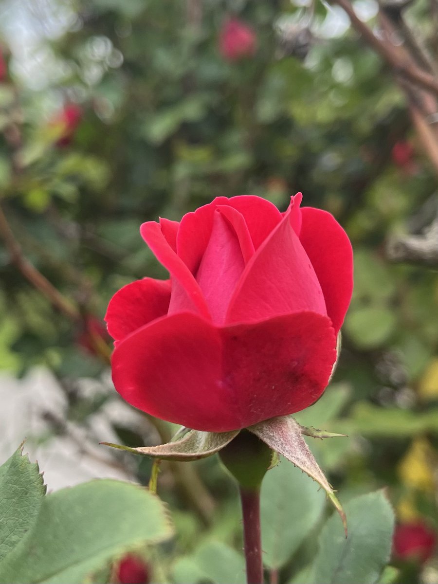 vicki_mal1's tweet image. Be of good courage, and he shall strengthen your heart, all ye that hope in the Lord. Psalm 31:24 kjv
