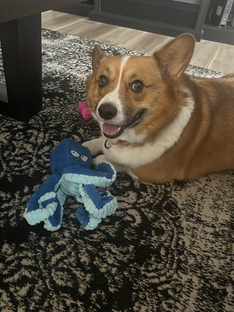 whitemanML's tweet image. As most of you know we recently added Sir Archie to our family after suddenly losing Piper. I don’t regret one minute of it but I sure do miss my Piper girl.
For international Corgi day, here is a pic of Archie with his new toy and Piper shortly before she got sick #corgination