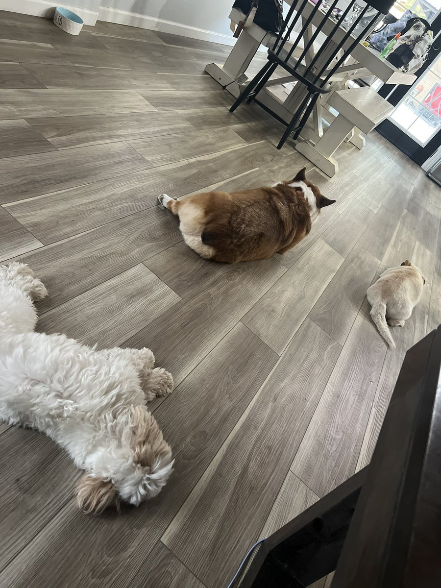 whitemanML's tweet image. As most of you know we recently added Sir Archie to our family after suddenly losing Piper. I don’t regret one minute of it but I sure do miss my Piper girl.
For international Corgi day, here is a pic of Archie with his new toy and Piper shortly before she got sick #corgination