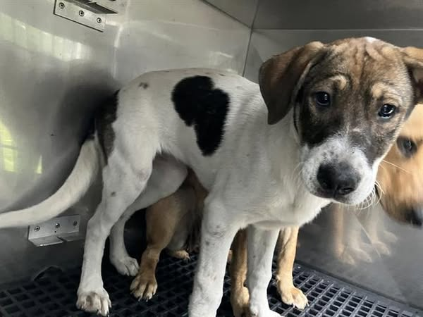 Suspense tweet media