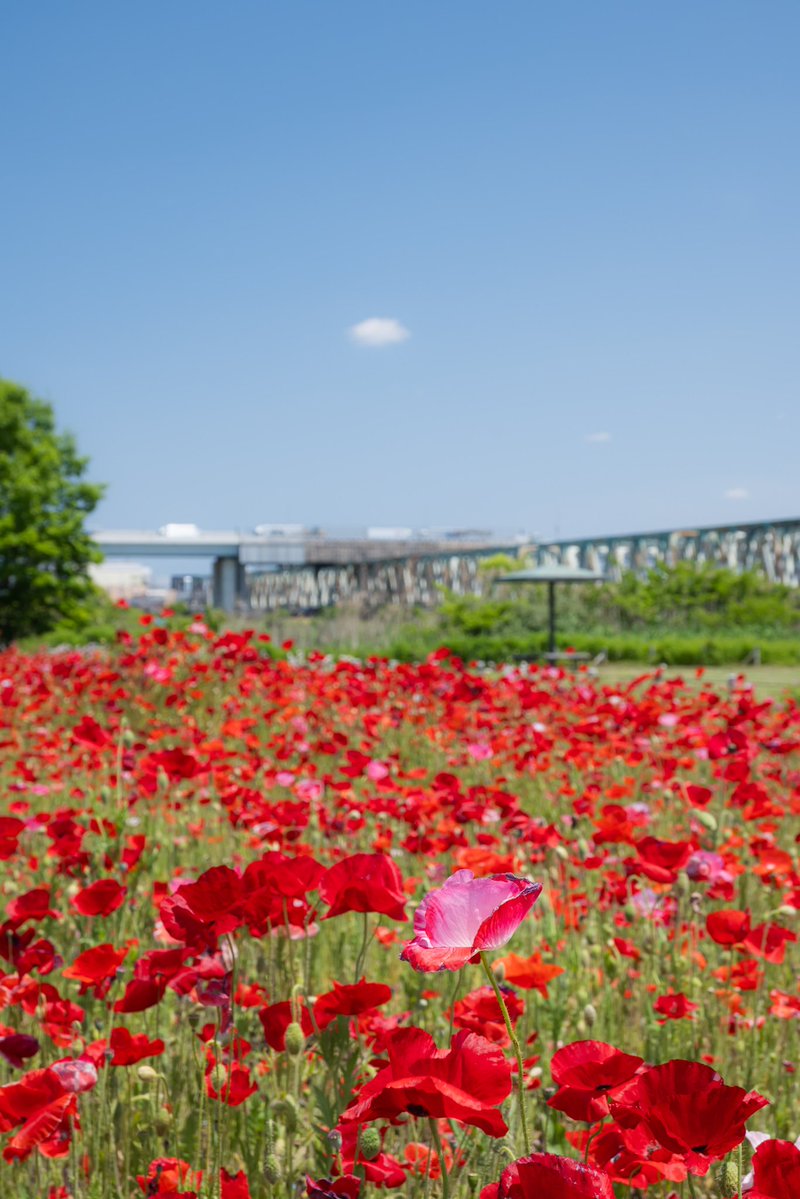 美しかった5月の三原色