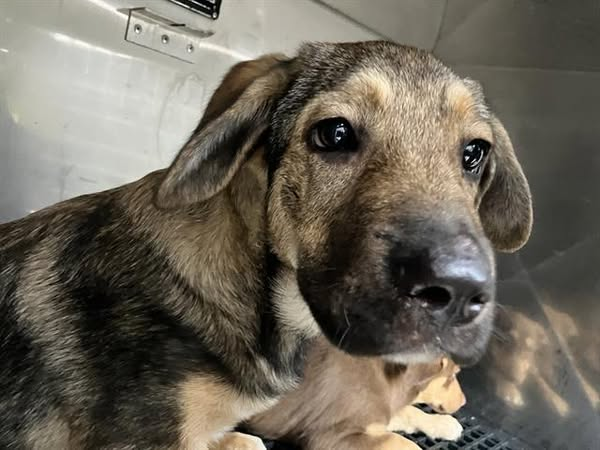 Suspense tweet media