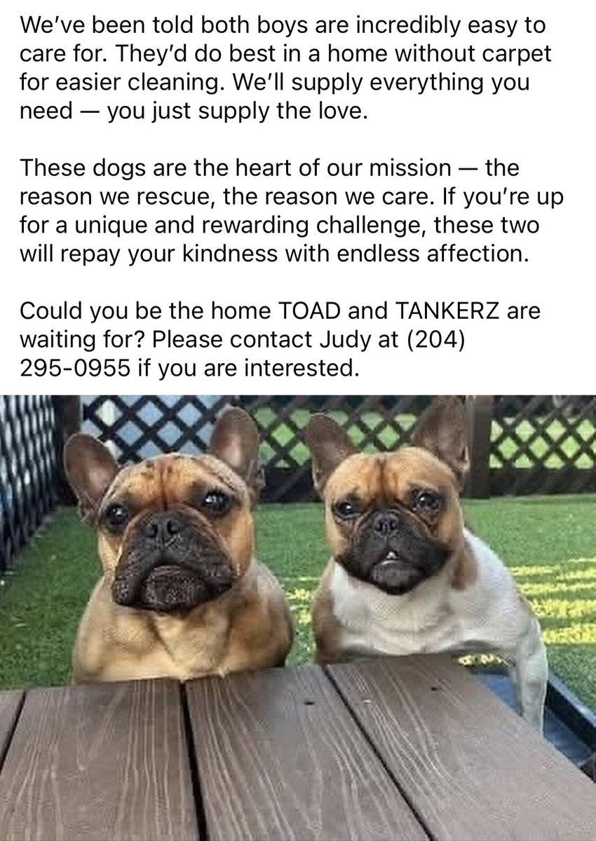 KimberFray's tweet photo. Before the Bridge Senior K9 Rescue is seeking a permanent foster for a bonded pair of very special French Bulldogs. 

A permanent foster will brings pups to vet appointments &amp; provides love and all costs are fully paid for by the rescue.

Contact us via the number in the post. https://t.co/awQHMG4aUV