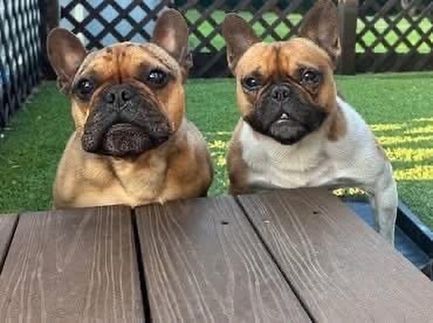 KimberFray's tweet photo. Before the Bridge Senior K9 Rescue is seeking a permanent foster for a bonded pair of very special French Bulldogs. 

A permanent foster will brings pups to vet appointments &amp; provides love and all costs are fully paid for by the rescue.

Contact us via the number in the post. https://t.co/awQHMG4aUV