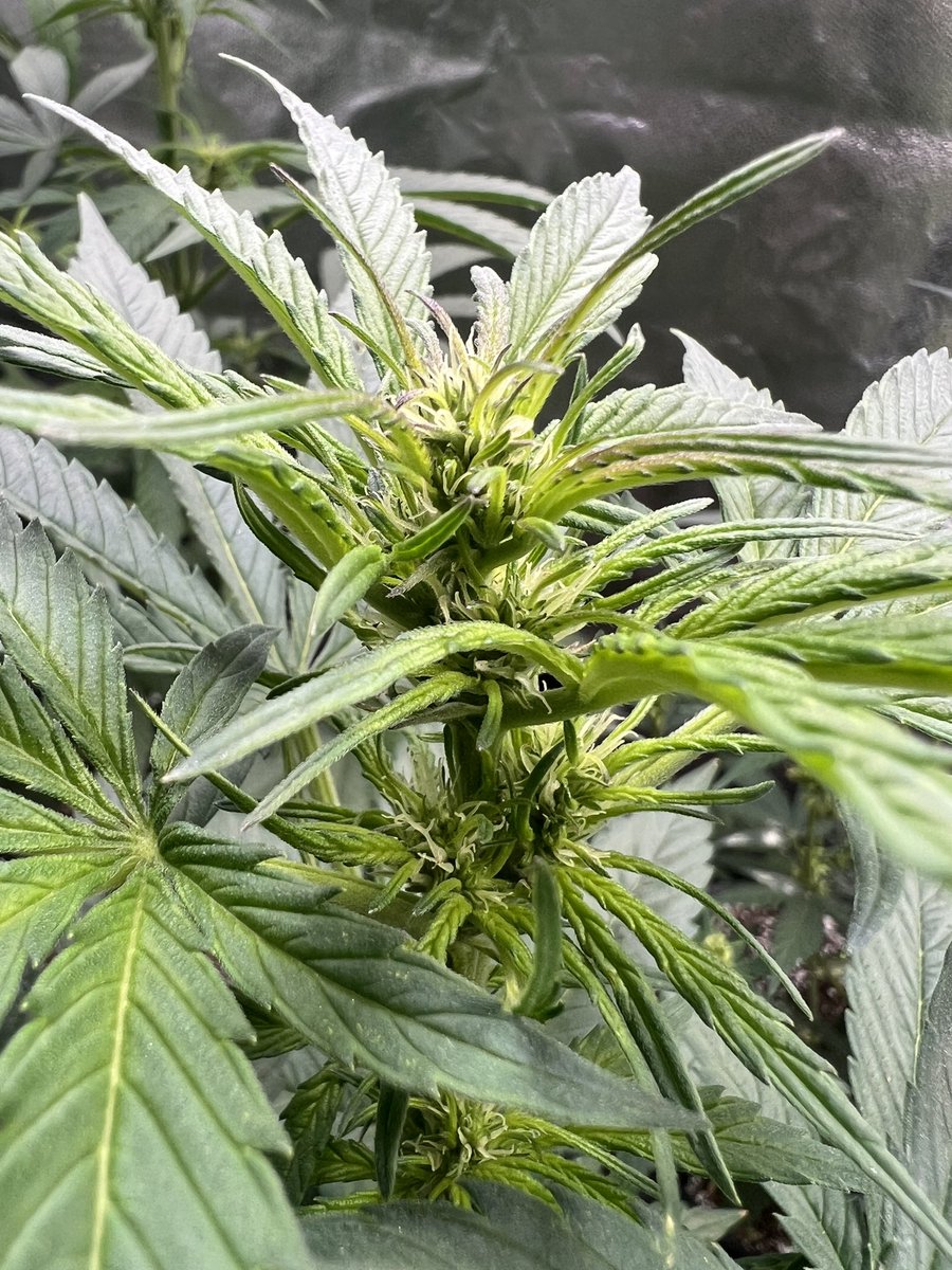 cascadia_seeds's tweet image. Moloka’i Frost ladies about a week into flower. They’ll be taking pollen before long. Then they’ll be telling me they hate me and stealing my car to go to keggers. They grow up so fast.