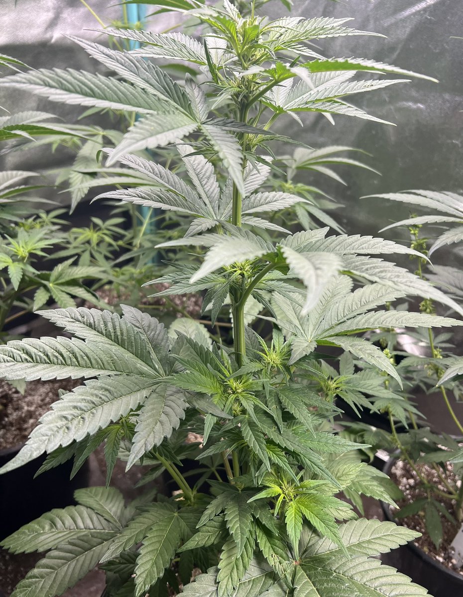 cascadia_seeds's tweet image. Moloka’i Frost ladies about a week into flower. They’ll be taking pollen before long. Then they’ll be telling me they hate me and stealing my car to go to keggers. They grow up so fast.