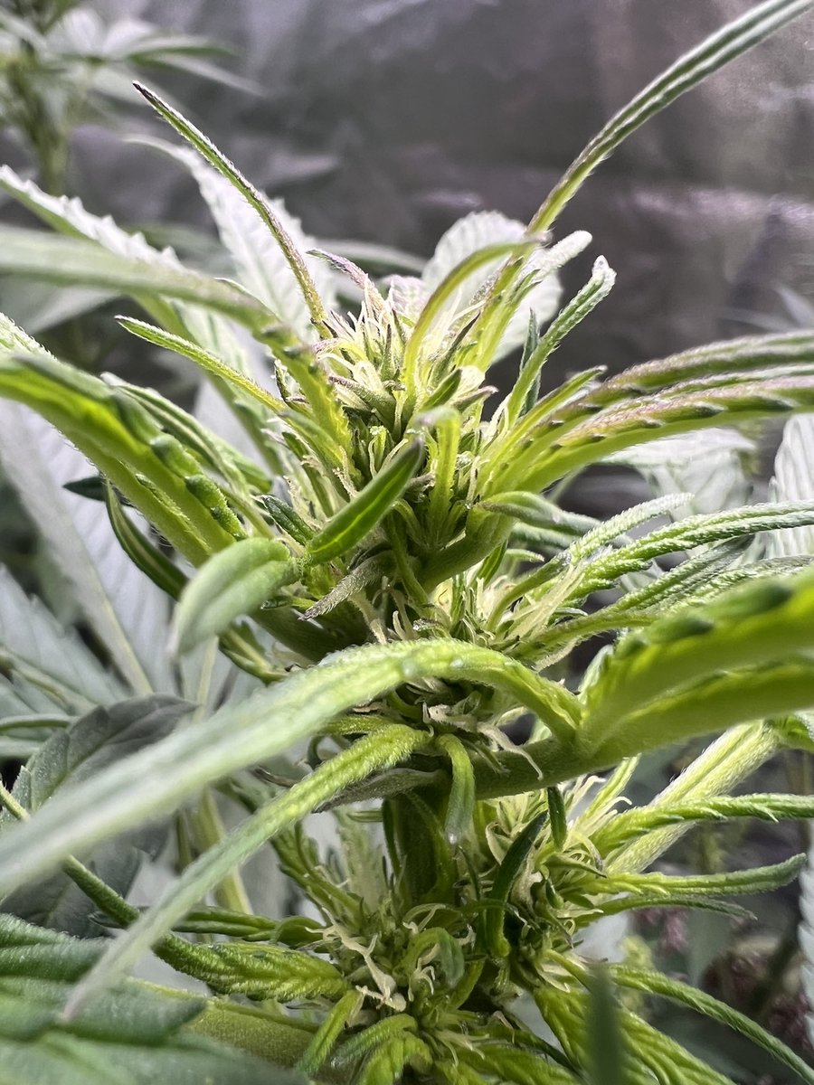 cascadia_seeds's tweet image. Moloka’i Frost ladies about a week into flower. They’ll be taking pollen before long. Then they’ll be telling me they hate me and stealing my car to go to keggers. They grow up so fast.