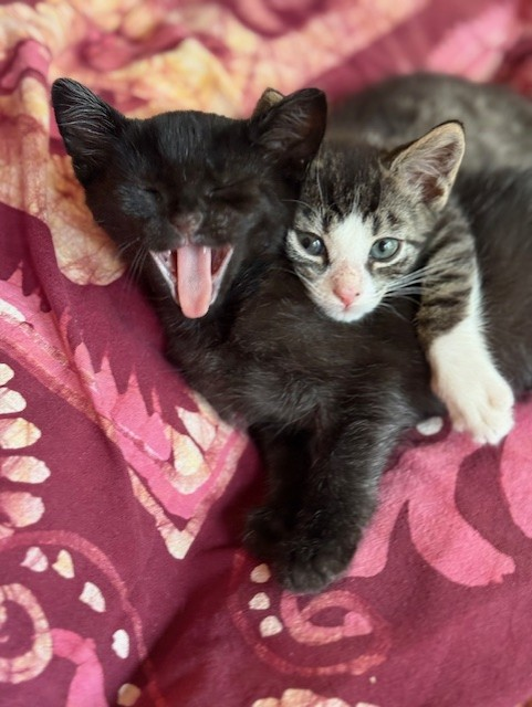 ASPCA's tweet photo. It's National #HugYourCat Day! We hope you're celebrating by giving your feline friends a big snuggle for us (if they'll let you ๐) Don't have a cat to celebrate with? June is #AdoptAShelterCat Month! Find out how to help felines all month long: https://t.co/84A5OZIe2u https://t.co/Po7QRbYodh