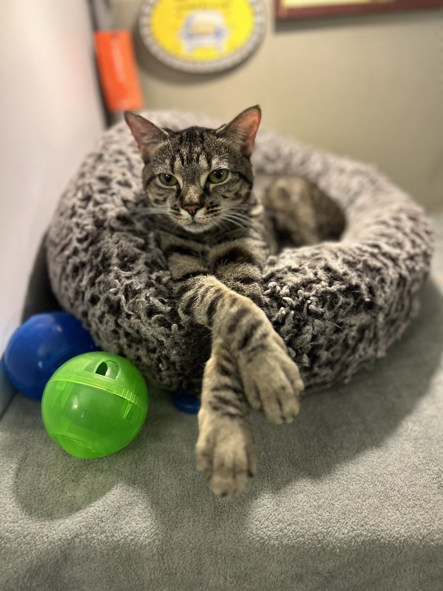 ASPCA's tweet photo. It's National #HugYourCat Day! We hope you're celebrating by giving your feline friends a big snuggle for us (if they'll let you ๐) Don't have a cat to celebrate with? June is #AdoptAShelterCat Month! Find out how to help felines all month long: https://t.co/84A5OZIe2u https://t.co/Po7QRbYodh