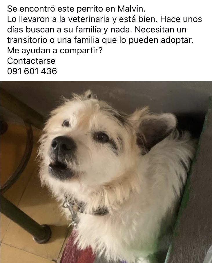 Se encontró este perrito en Malvin. 
Lo llevaron a la veterinaria y está bien. Hace unos días buscan a su familia y nada. Necesitan un transitorio o una familia que lo pueden adoptar. 
Me ayudan a compartir? 
Contactarse 
091 601 436