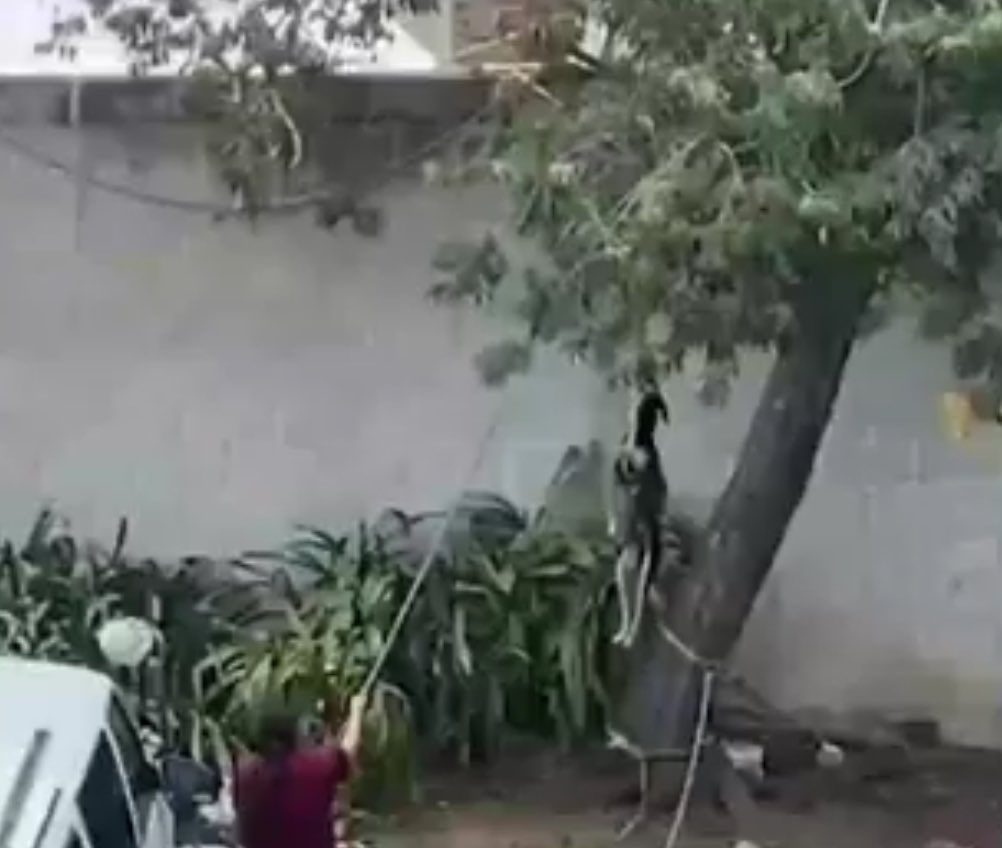 ¿Se acuerdan del perrito que una inadaptada trató de ahorcar en #Tulancingo, #Hidalgo? Pues fue rescatado por una activista, lo está  rehabilitando y cuidando para darlo en adopción. Ahora se llama Popeye.😍😘