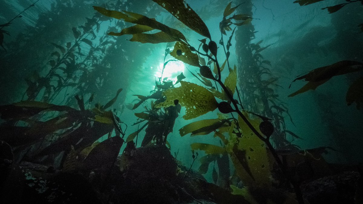 HakaiInstitute's tweet image. New research led by Jennifer McHenry and co-authored by Hakai Institute scientists offers the first national assessment of kelp’s carbon-storage potential in Canada, providing a framework for carbon accounting in habitats like kelp forests. Full paper🔗 tinyurl.com/mv695vfv