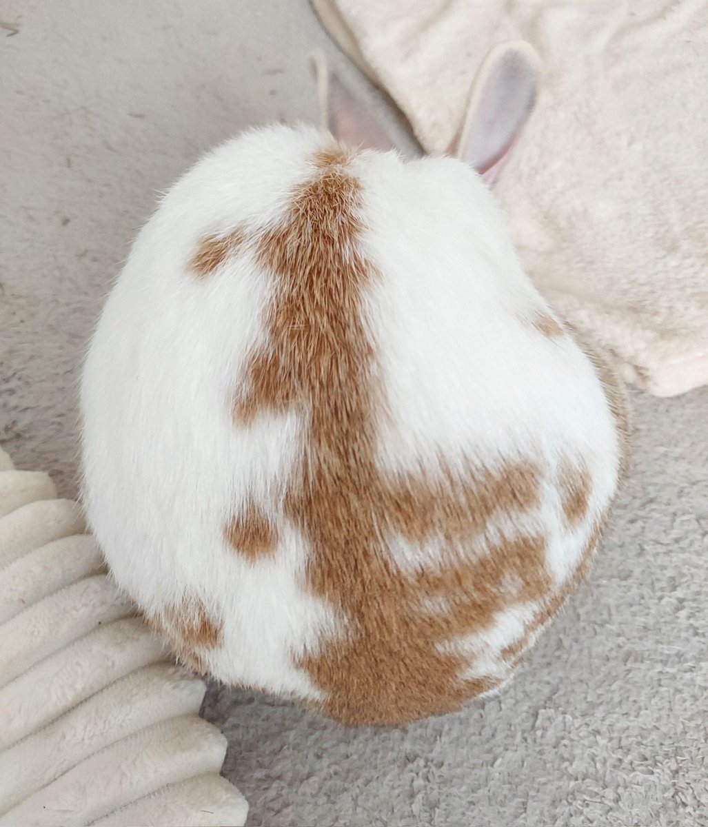 くた君おはよう☀️丸●○