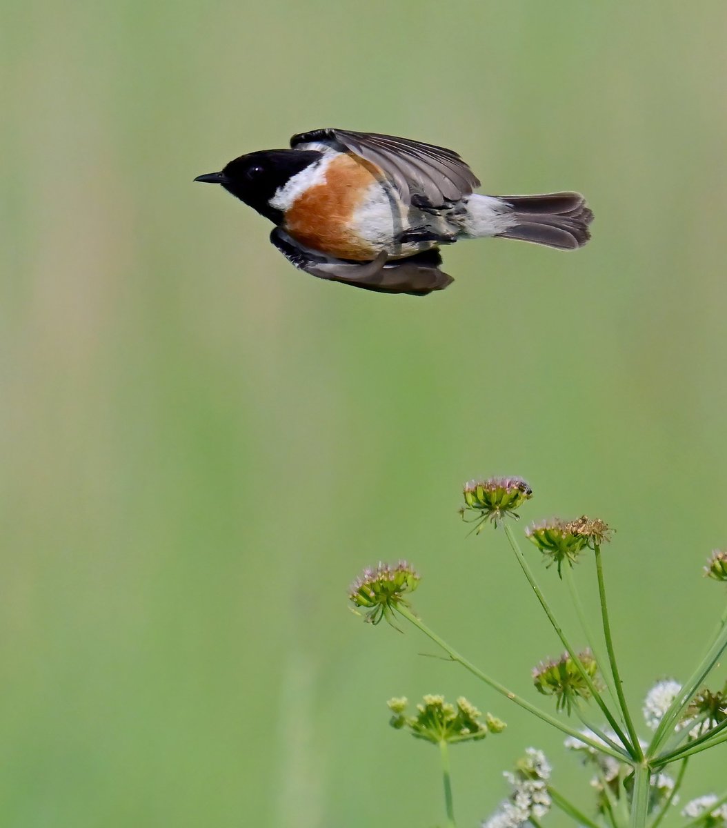 Carl Bovis tweet media