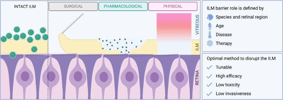 Toward successful retinal drug delivery after intravitreal injection: Current strategies to overcome the inner limiting membrane.
| Karen Peynshaert <a href="/UGent_Pharma/">UGent Pharmacy</a> | <a href="/CRSBeNeLuxFr/">CRS BeNeLux & France Local Chapter</a> <a href="/CRS_FG_Ocular/">CRS Focus Group - Ocular Delivery</a>  
[50 days' free access]
#intravitreal #GeneTherapy 
kwnsfk27.r.eu-west-1.awstrack.me/L0/https:%2F%2…