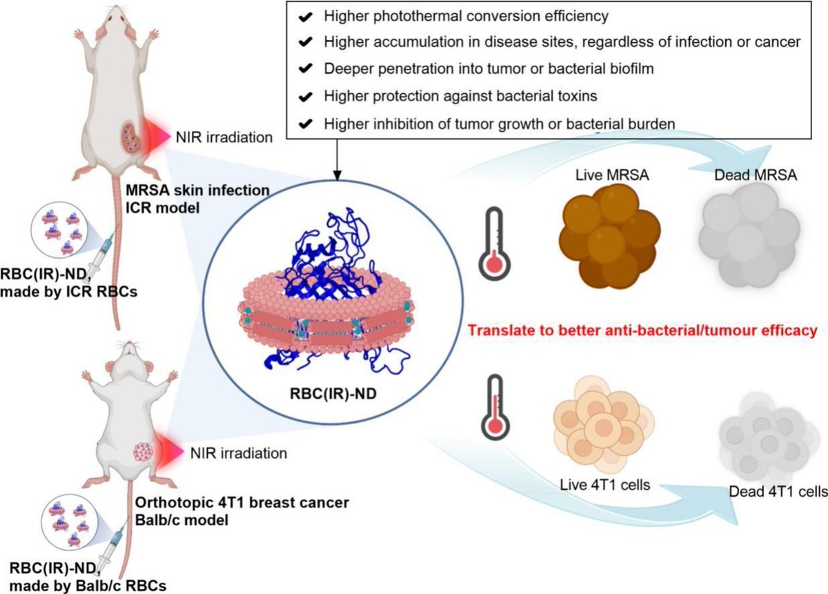 JCRnEDITORS's tweet photo. Red blood cell membrane-derived phototherapeutic nanodiscs: A new platform for enhanced phototherapy.
| Yijie Chen @WMU1958 |
[50 days' free access]
#nanodisc #CellMembrane #RedBloodCell #phototherapy
https://t.co/jag8S7o5F3 https://t.co/lqG2Boer0o
