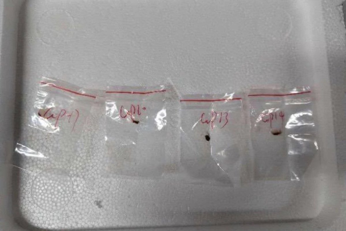 TeslaDogs's tweet image. US intelligence agencies claim that as a result of the detention of two #Chinesecitizens, the threat of #bioterrorism was prevented
The #Chinese were trying to deliver samples of a pathogenic #fungus to the US, the spread of which could destroy most agricultural products.
#USA