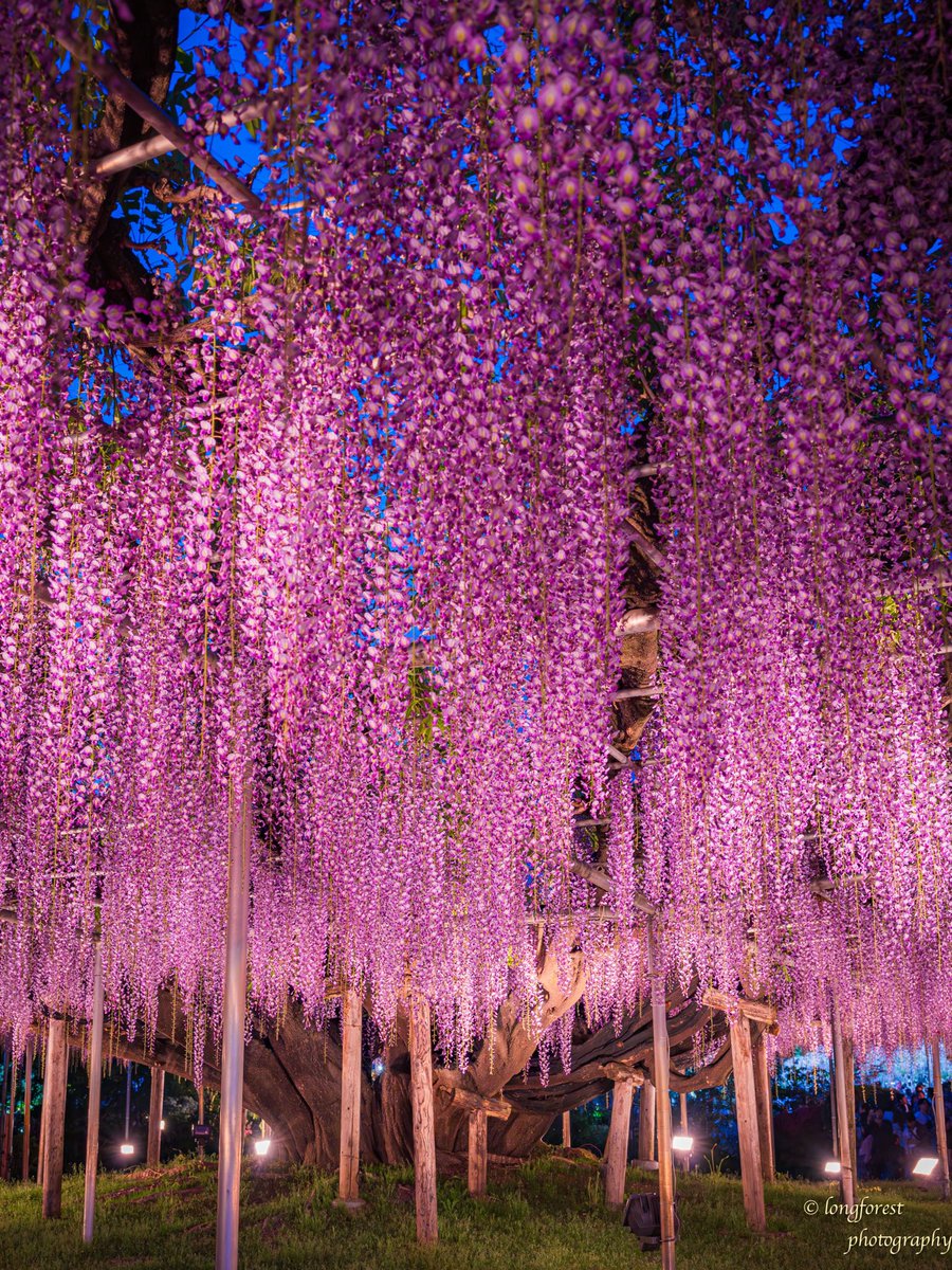 daisu1973's tweet photo. あしかがフラワーパーク
藤の花ライトアップ

#キリトリセカイ 
#ファインダー越しの私の世界 
#写真が好きな人と繋がりたい
#カメラが好きな人と繋がりたい
#藤の花 
#ふじの花 
#写真の奏でる私の世界 
#キリトリノセカイ 
#空のある風景 
#写真撮ってる人と繋がりたい
#あしかがフラワーパーク https://t.co/beQy7MhR0W