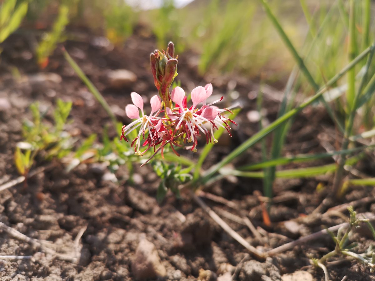 SaskPCAP's tweet photo. The delicate white and pink blossoms of Scarlet Guara are best seen from June to July.
Also known as butterfly weed, this native wildflower can be seen on dry prairie and hillsides.
#skpcap #pcapprairie #nativeprairie #grasslands #yqr #yxe #naturesask #saskwildflower https://t.co/cvqHeUfxWs