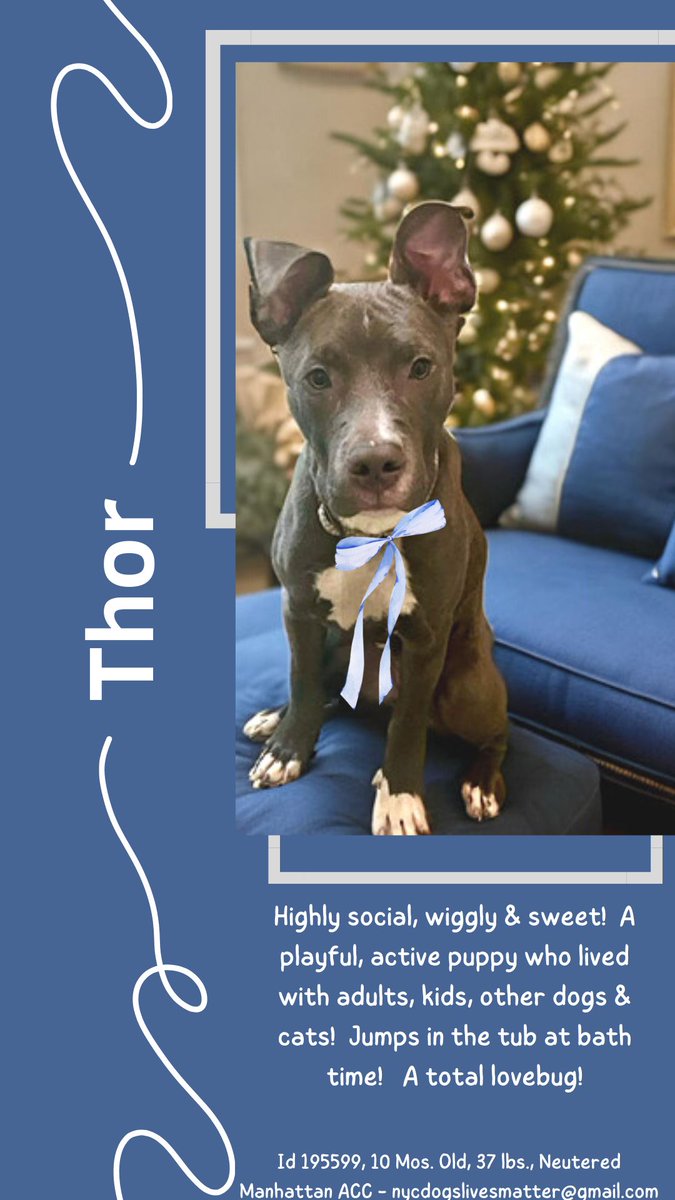 The Scoop New York • Subscribe Today! (@thescoopnewyork) on Twitter photo URGENT: Sources tell TSNY rescuers are trying to pull Thor before <a href="/NYCACC/">Animal Care Centers of NYC</a> <a href="/NYCHealthCommr/">Dr. Michelle Morse</a> <a href="/nycHealthy/">nychealthy</a> arbitrarily kills him *tomorrow* and ACC is refusing/ignoring/toying with them.
This is ACC SOP.
If you live in NYC, now's a good time to ring your City Council rep. URGENT: Sources tell TSNY rescuers are trying to pull Thor before <a href="/NYCACC/">Animal Care Centers of NYC</a> <a href="/NYCHealthCommr/">Dr. Michelle Morse</a> <a href="/nycHealthy/">nychealthy</a> arbitrarily kills him *tomorrow* and ACC is refusing/ignoring/toying with them.
This is ACC SOP.
If you live in NYC, now's a good time to ring your City Council rep.