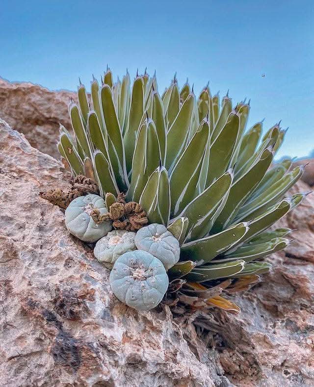 La belleza del desierto mexicano con sus cactáceas y agaves 🌵🇲🇽