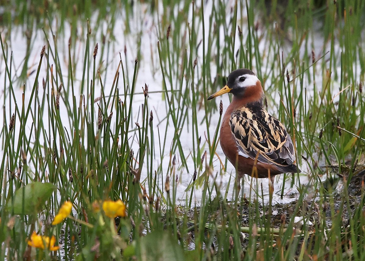 Penny Clarke 💙💛🇺🇦 (@pennyshotbirdin) on Twitter photo One of the most stunning and striking birds I've seen! A female Grey Phalarope in Summer Plumage at Spiggie Loch this evening. Never seen one in this plumage, just WOW! What a week so far! Thanks to finder Phil Harris. #Shetland <a href="/RareBirdAlertUK/">RareBirdAlertUK</a> One of the most stunning and striking birds I've seen! A female Grey Phalarope in Summer Plumage at Spiggie Loch this evening. Never seen one in this plumage, just WOW! What a week so far! Thanks to finder Phil Harris. #Shetland <a href="/RareBirdAlertUK/">RareBirdAlertUK</a>
