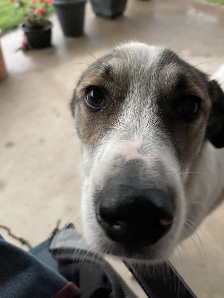 Marshmallow my pup❤️