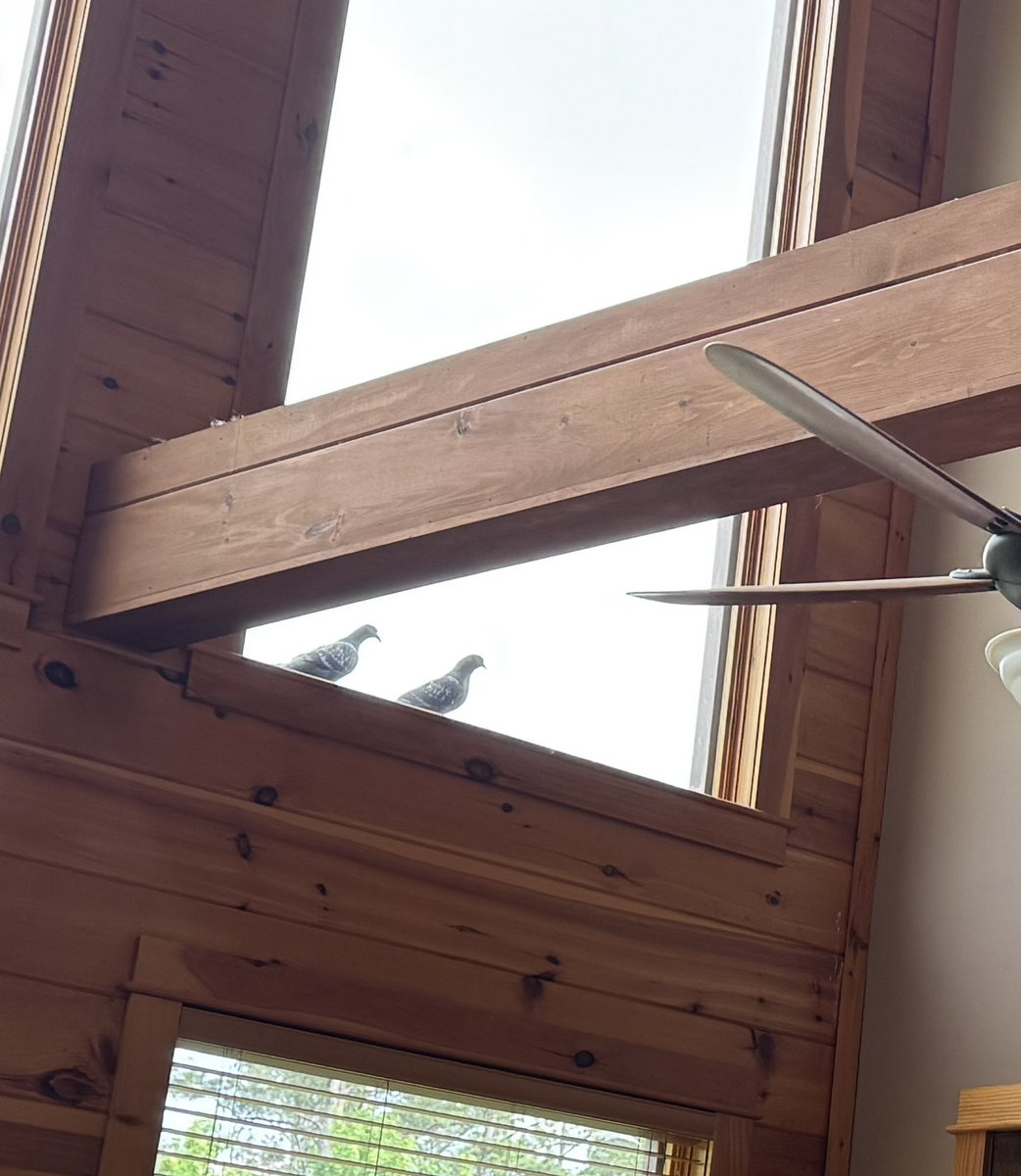 Mark Dowdy (@doc88dowdy) on Twitter photo A pair of doves have been sitting on the window sill every since I turned on Eldora Speedways “Late Model Night in America”. Live on <a href="/FloRacing/">FloRacing</a> tonight with <a href="/BenShelton/">Ben Shelton</a>, <a href="/DustinJarrett/">Dustin Jarrett</a> & <a href="/JamesEssex/">James Essex</a> A pair of doves have been sitting on the window sill every since I turned on Eldora Speedways “Late Model Night in America”. Live on <a href="/FloRacing/">FloRacing</a> tonight with <a href="/BenShelton/">Ben Shelton</a>, <a href="/DustinJarrett/">Dustin Jarrett</a> & <a href="/JamesEssex/">James Essex</a>