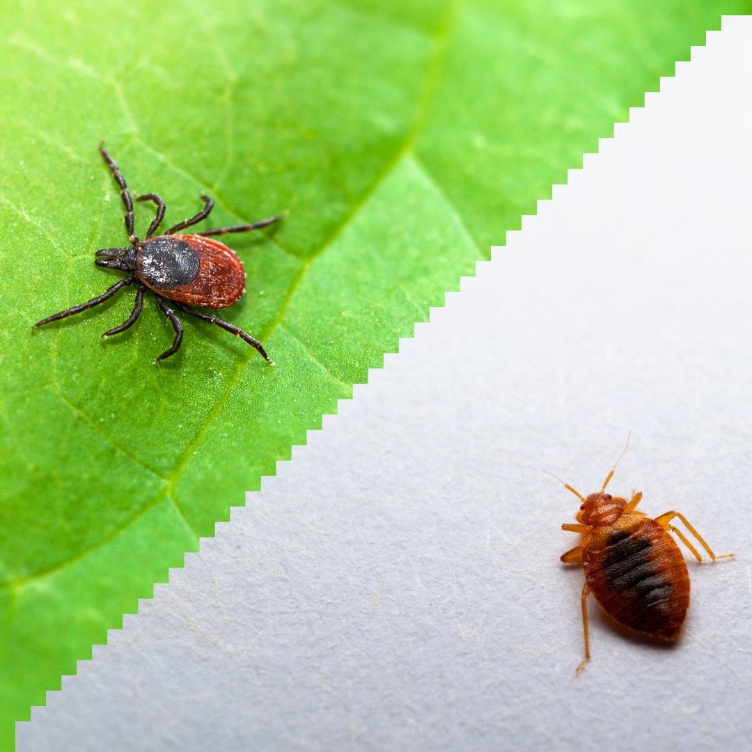 pestexperts_zw's tweet image. #BedBugAwarenessWeek

In hospitals, bed bugs can lead to cross-contamination risks. With constant traffic from patients, staff, and visitors, an issue can spread fast.