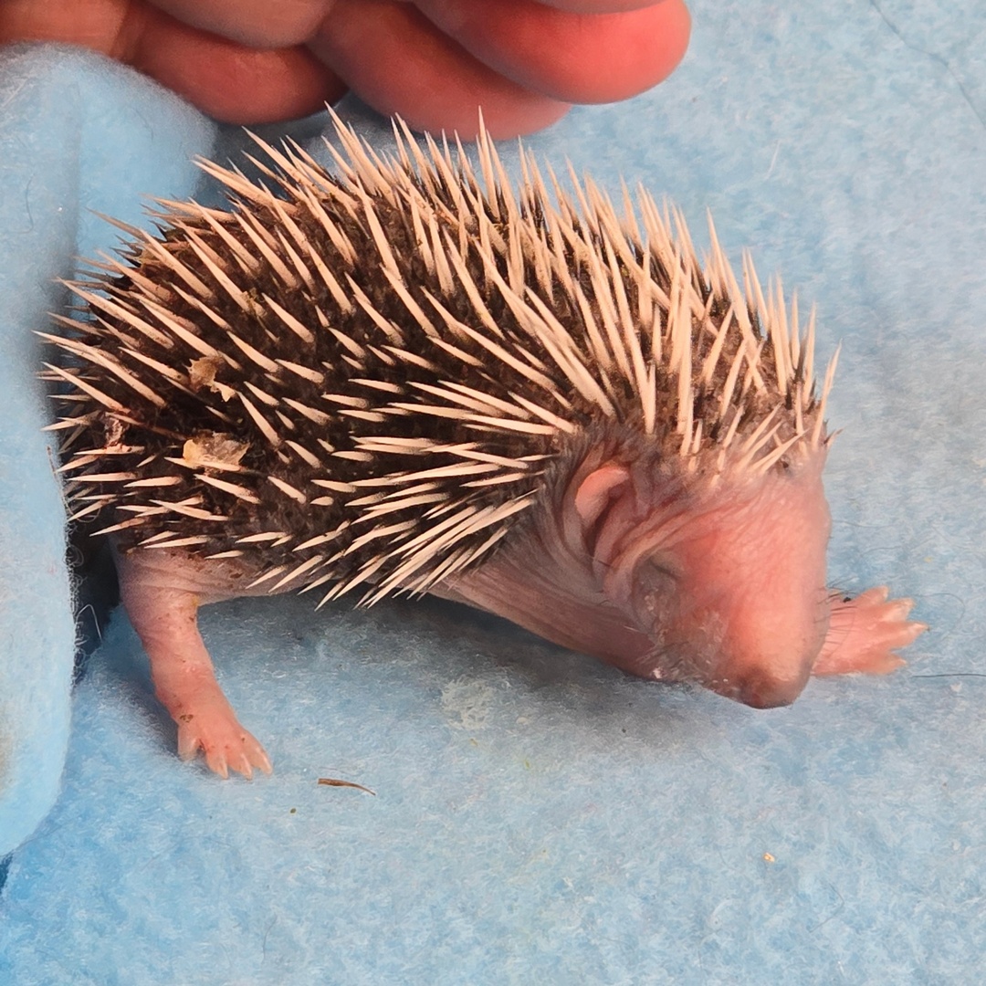 Łubinek.
Kilkudniowy jeżyk został znaleziony w Łomiankach, a później przywieziony przez straż miejską. Łubinek został prawdopodobnie wywleczony z gniazda lęgowego i zaatakowany przez drapieżnika - ma dwie duże symetryczne rany w tylnej części grzbietu. Rany są niestety również