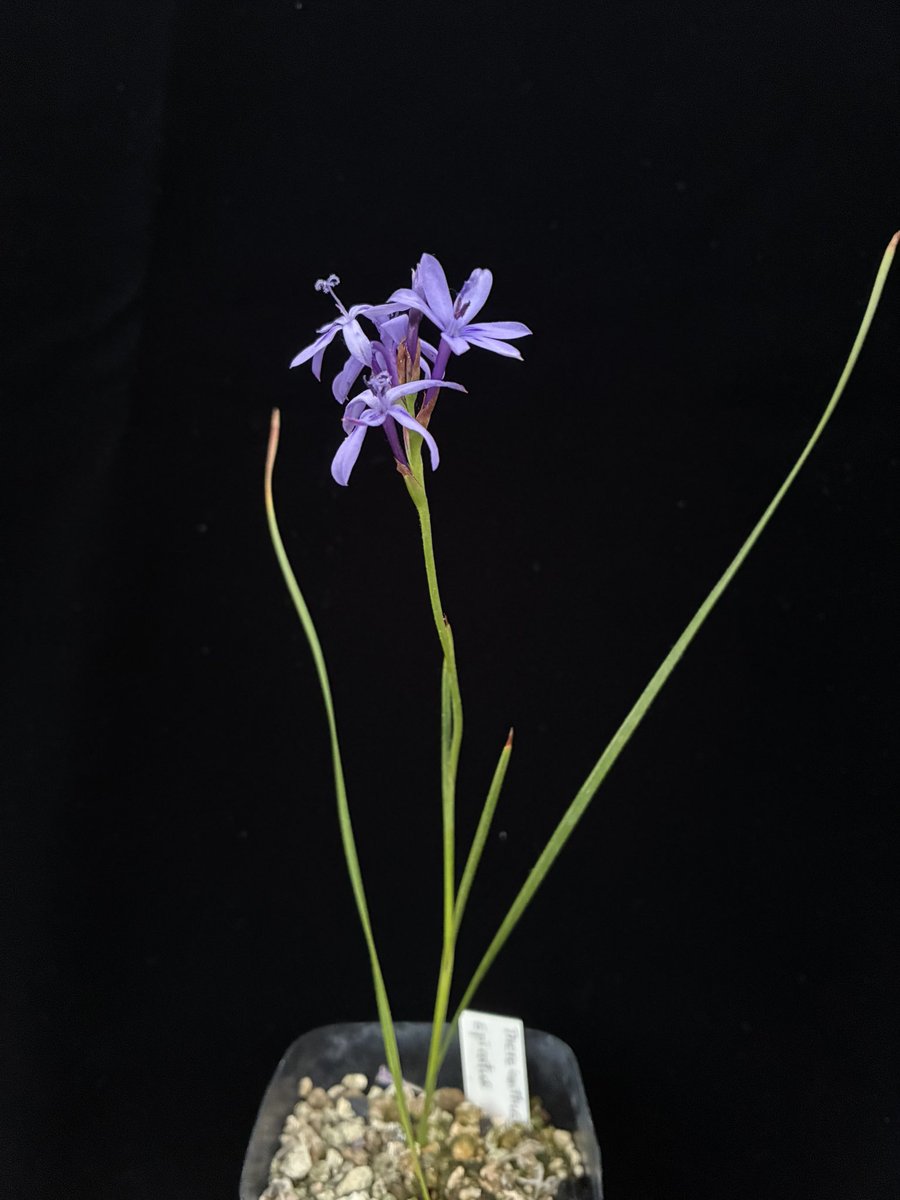 nyanko (@nya3nyanko) / Posts / X