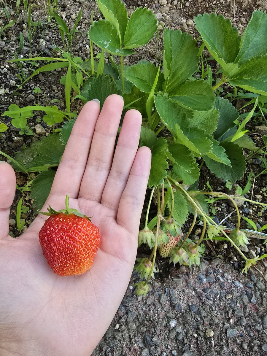Rinr0c's tweet photo. 初いちご🍓✨ https://t.co/JDLcAtM1Wx