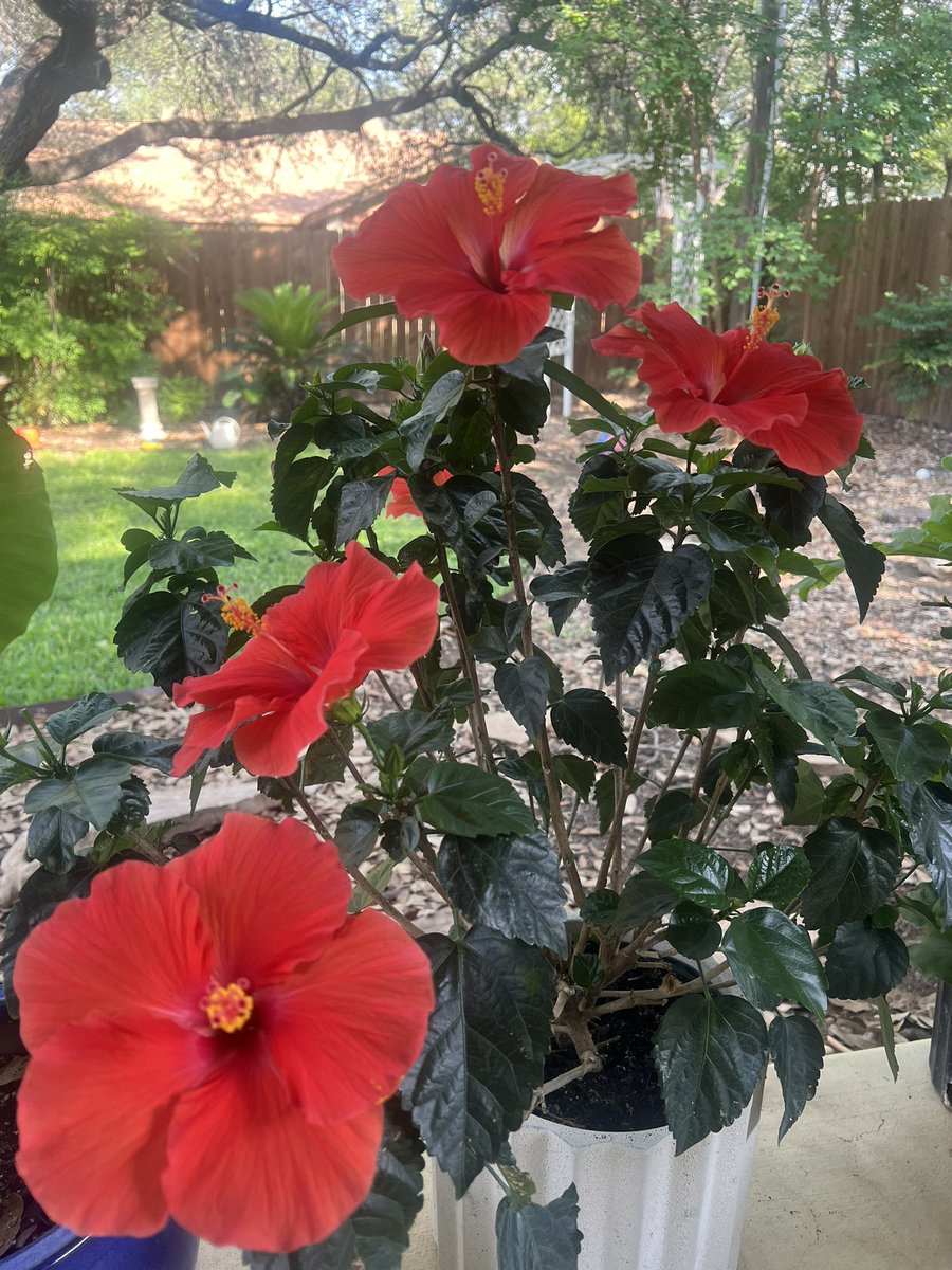 stevewesley's tweet photo. 🌺 https://t.co/4kSN6LRuwG