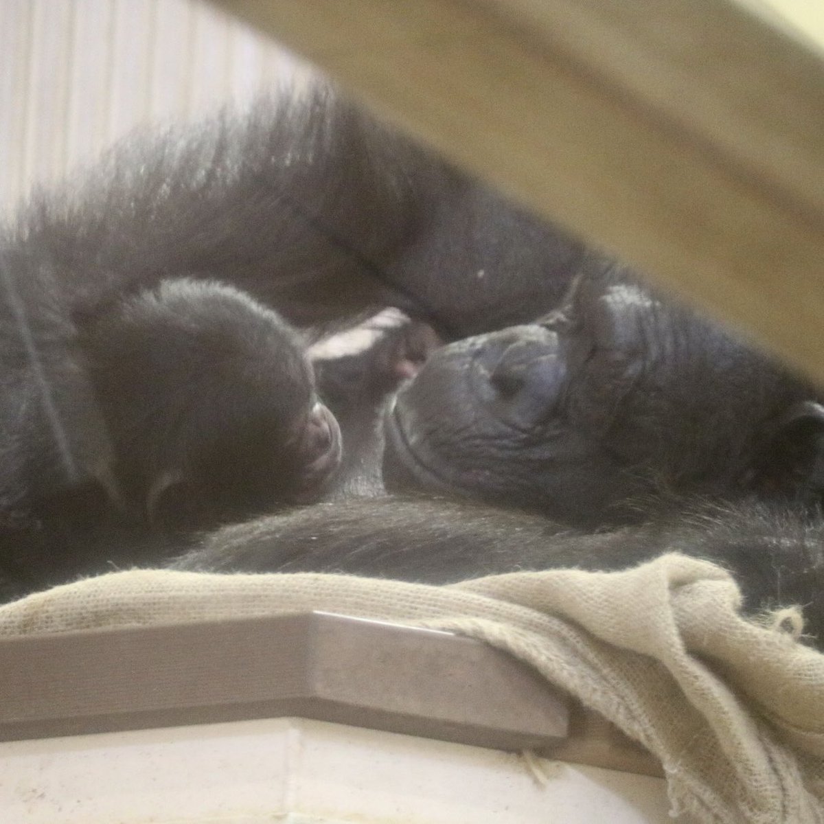 5/25生まれのベビちゃん🍼
キラキラのおめめには何が見えてるのかな✨✨
カズミさんも穏やかな表情🥰
2025.06

#チンパンジー
#カズミ #赤ちゃん
#東山動植物園