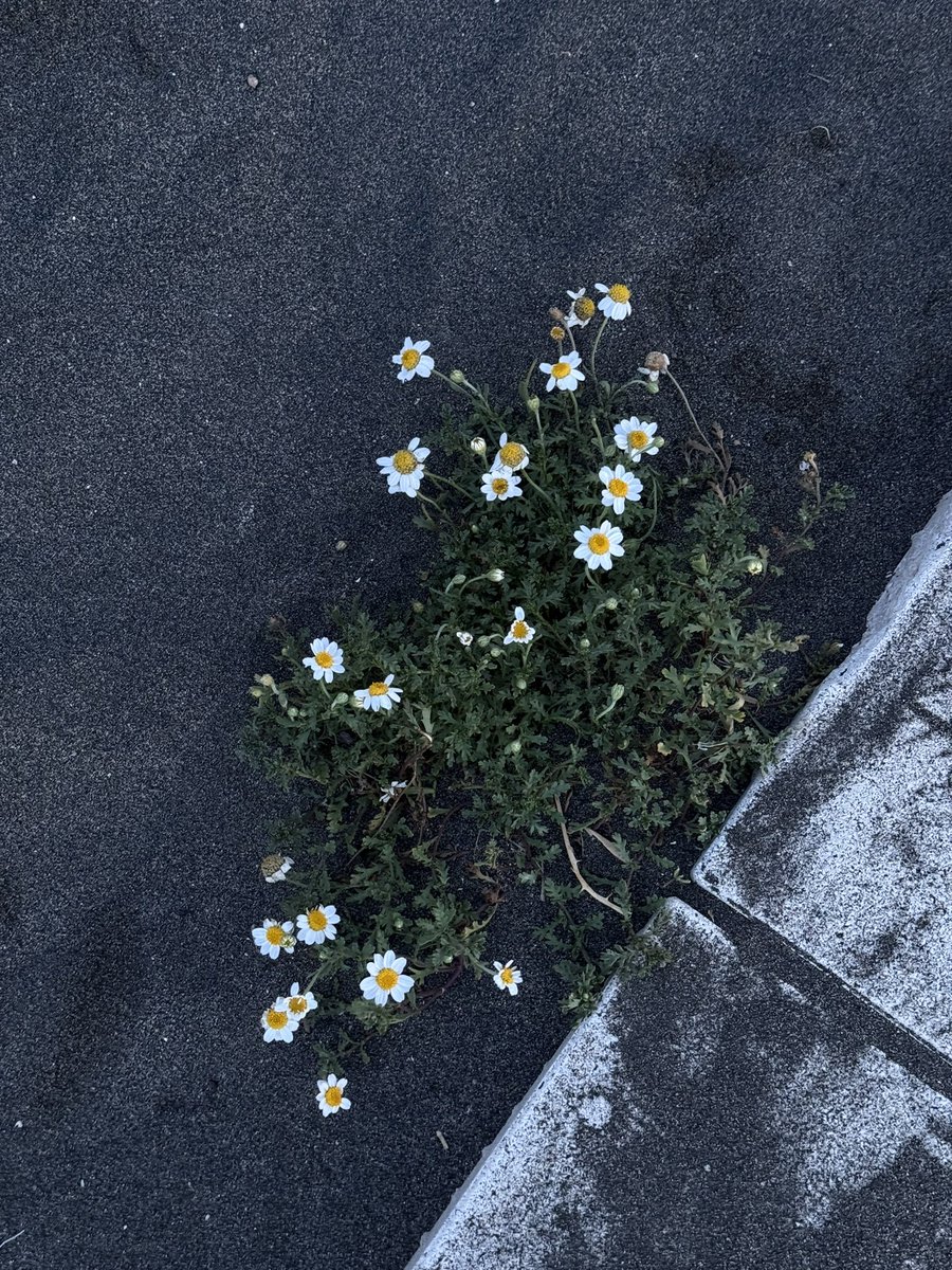 I found these beautiful flowers today at the beach.

Beautiful reminder on how life always finds its way. And so we will. 🌼
