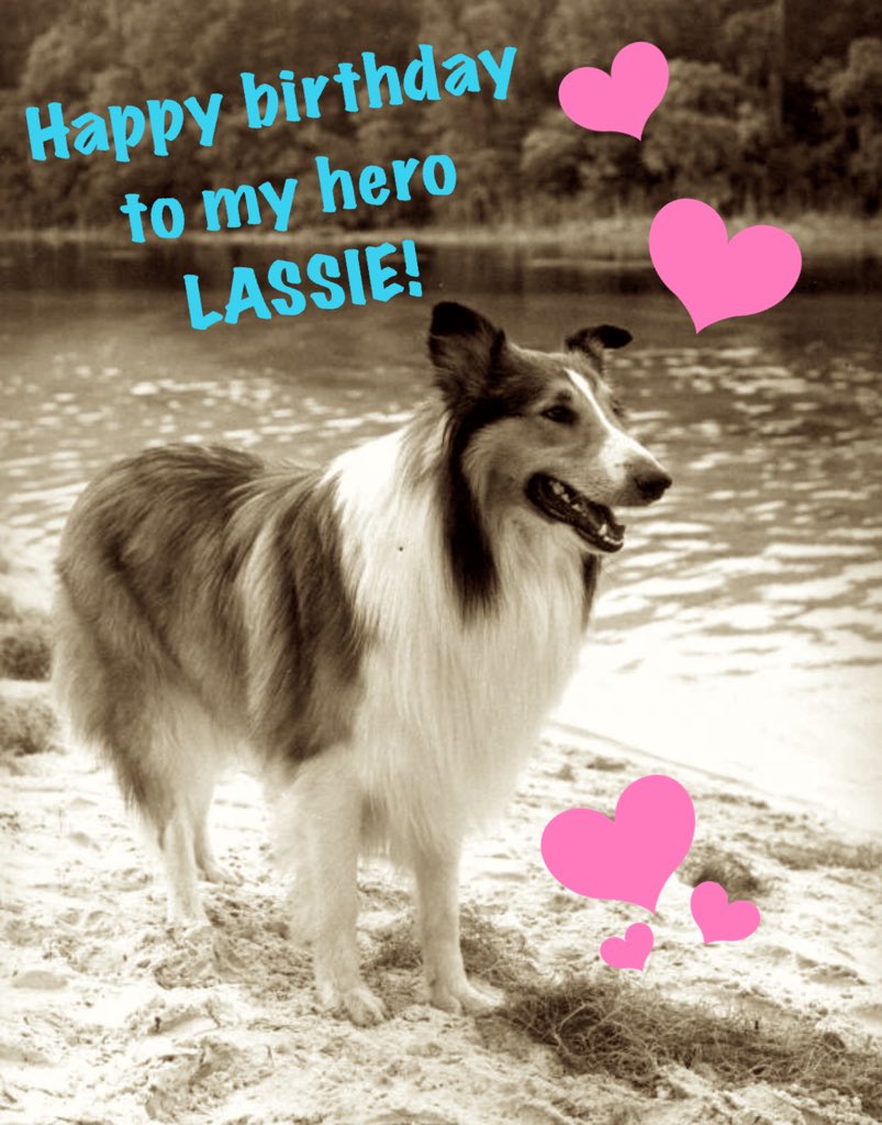 Happy birthday to Lassie! She’s my hero and an inspiration! 
#dogsofx #dogsoftwitter #Lassie