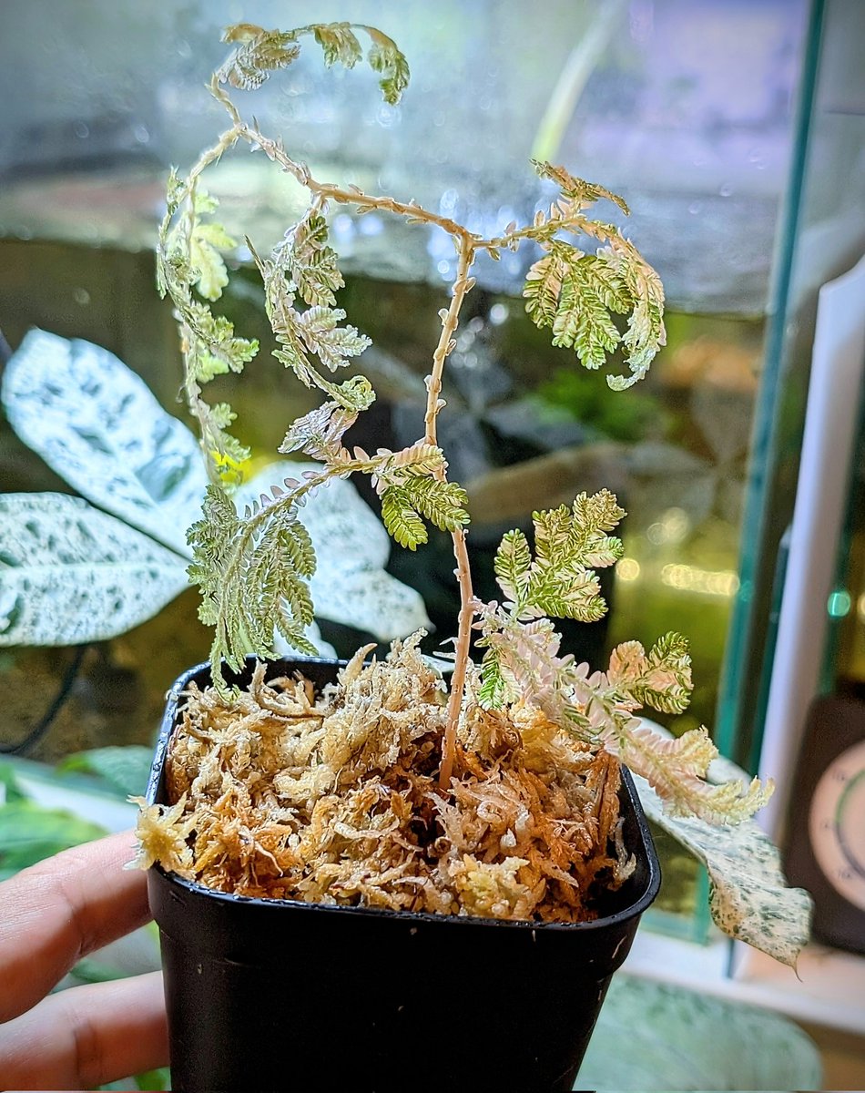 munmunshrimp's tweet image. えびの宴🦐と草の宴🌿

坐骨神経痛に引き続き腎臓でバハムート級の魔石作り出す事に成功🐍

シュリンプアワード来週からです🦐
写真撮れたら出します、写真撮る姿勢がキツ🤢

天下一植物界
1週目は単独、2週目はオリオンさん@Orion07614970 と行ってきました。
初週でくじ運使い果たしたみたいです。