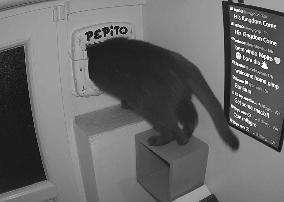 PepitoTheCat's tweet photo. Pépito is out (00:52:57) https://t.co/d3Yt96umTz