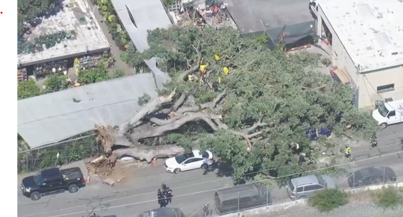 Janelle Wang (@janellewang) on Twitter photo #Breaking Large tree topples just outside Green Fashion Nursery in San Mateo. Injuries reported. Firefighters on scene.
<a href="/nbcbayarea/">NBC Bay Area</a>
nbcbay.com/qHD5eeP #Breaking Large tree topples just outside Green Fashion Nursery in San Mateo. Injuries reported. Firefighters on scene.
<a href="/nbcbayarea/">NBC Bay Area</a>
nbcbay.com/qHD5eeP