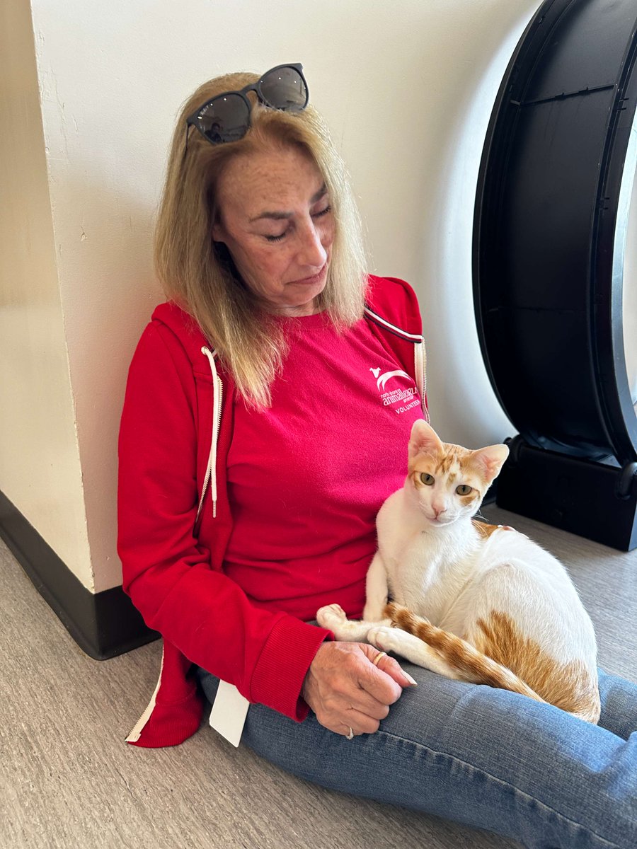 Happy National Hug Your Cat Day! 🐱💞 Today, our shelter staff are showing extra for our adoptable cats because every cat deserves a cuddle, and most importantly a fur-ever home! #GetYourRescueOn #Nationalhugyourcatday #Hugyourcatday #BiancasFurryFriends