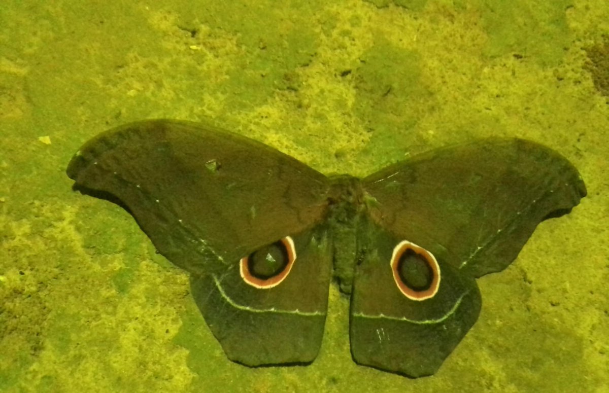 カメルーンよりNudaurelia eblis