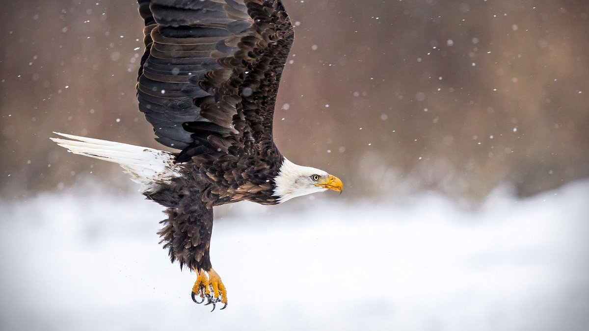 FarLife Fun Fact:

Eagles are known for their exceptional eyesight, which is estimated to be 4 to 8 times sharper than that of humans.

📸 Credit: Bonnie Block/Audubon Photography Awards