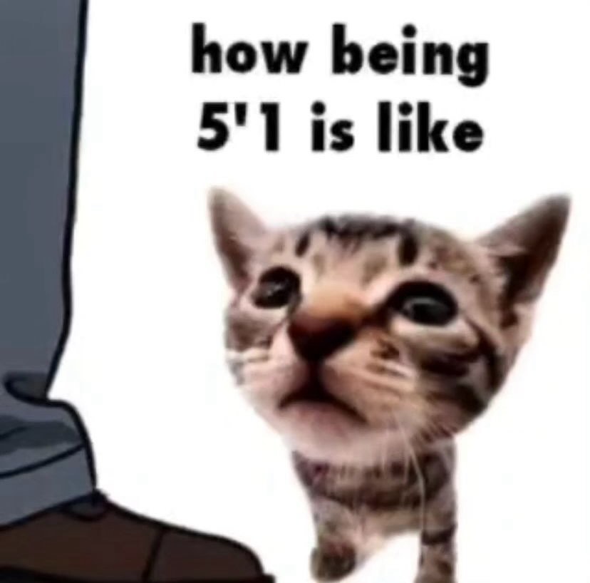 Punch Cat (@punchingcat) on Twitter photo 