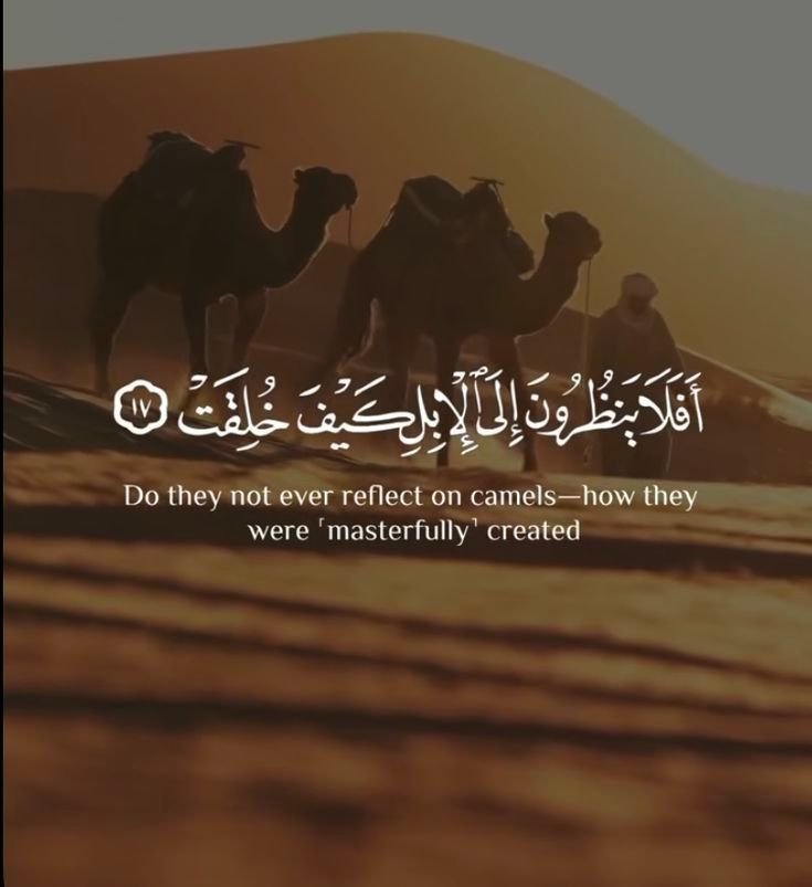 Al_Quran_011's tweet photo. reposts, it will help you🤍🕊️ https://t.co/jC6xZTCw2l