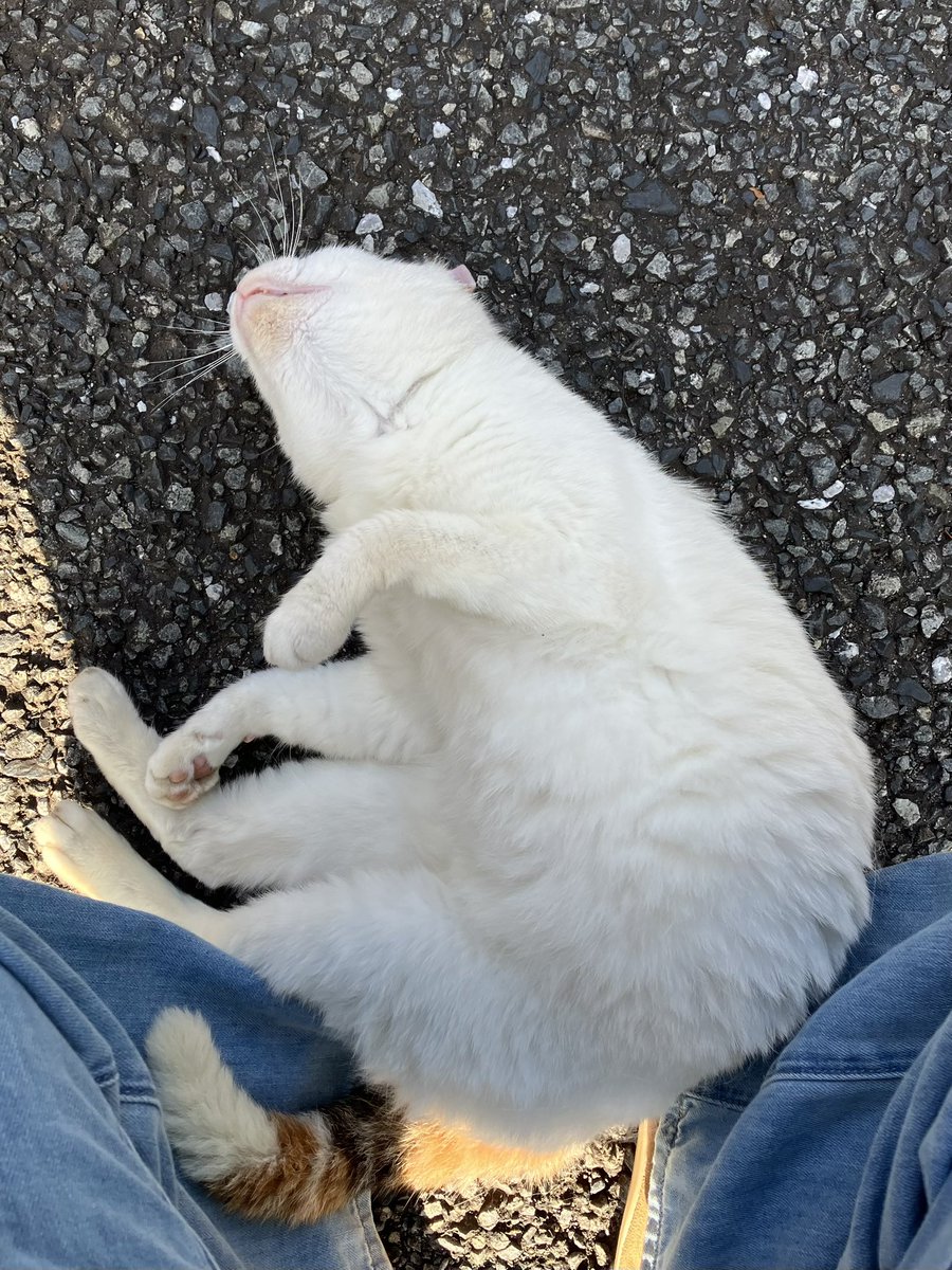 私のゴミ出しの時間と帰宅時間把握してるストーカー🐈さん、ゼロ距離すぎる
